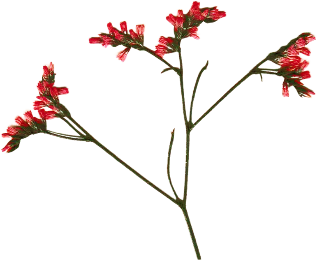 Thanksgiving Collage Element